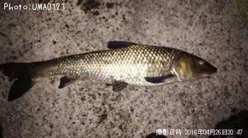 ニゴイ