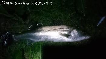 シーバス