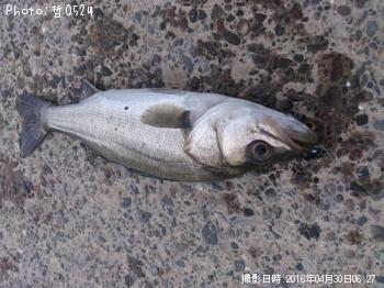 シーバス