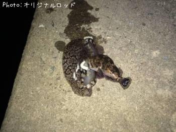 クロソイとウミウシ