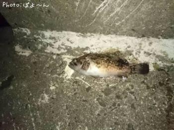 クロソイ