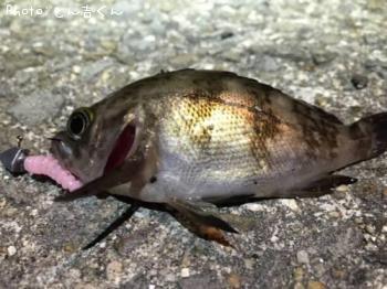 メバル