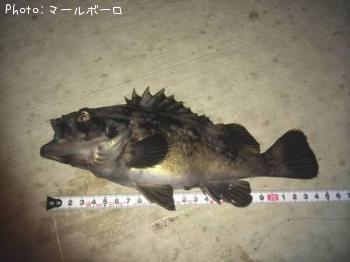 クロソイ