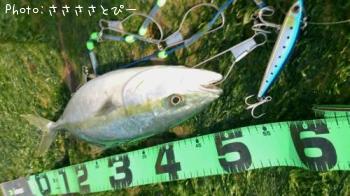 イナダ