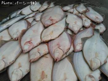 ナメタカレイ　アカジカレイ　サバ