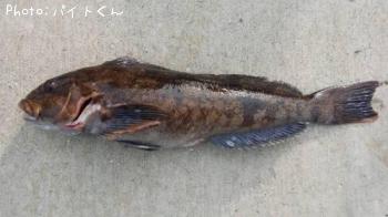 アイナメ