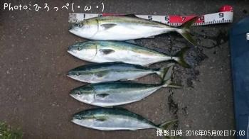 ワラサ