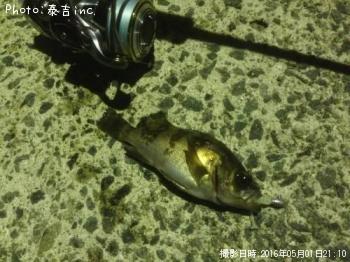 メバル＆ソイ