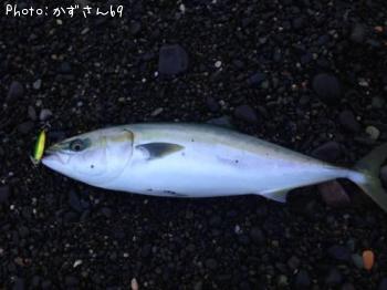 ワラサ