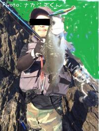 ヒラスズキ