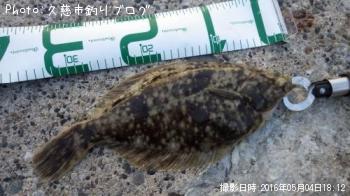 マコガレイ