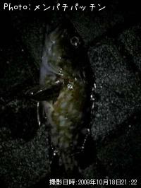 ガシラ
