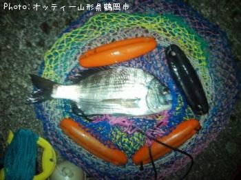 クロダイ