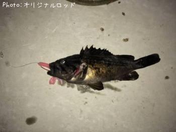 クロソイ