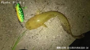 ʥޥ