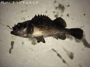 クロソイ