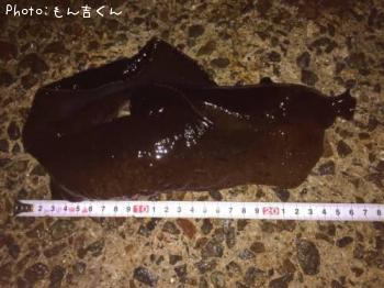 ウミウシ