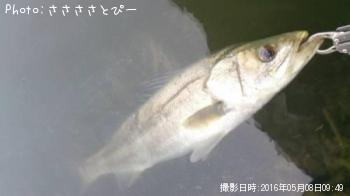 シーバス