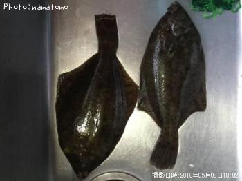 カレイ
