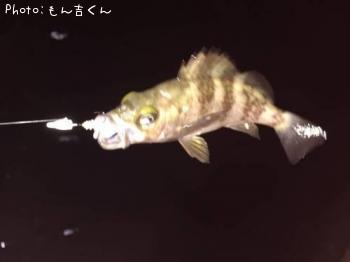 メバル