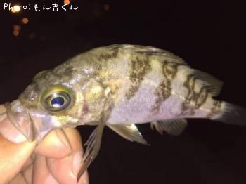 メバル