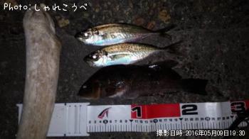クジメ＆アジ