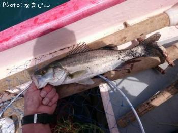 せいご