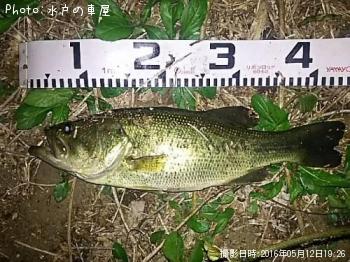 ブラックバス