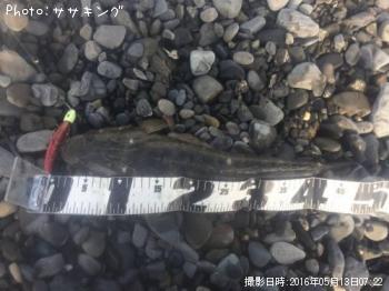 マゴチ