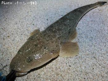 マゴチ