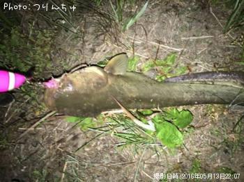 ナマズ