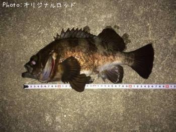 メバル