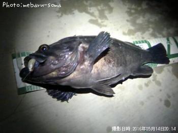 クロソイ