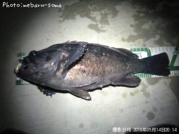 クロソイ