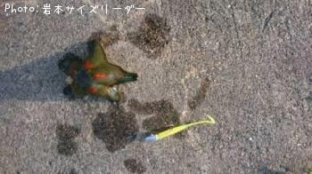 ヒトデ