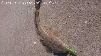 ޥ