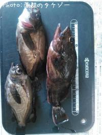 カサゴ、メバル