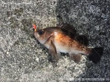 メバル