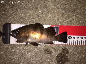 メバル