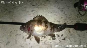 メバル