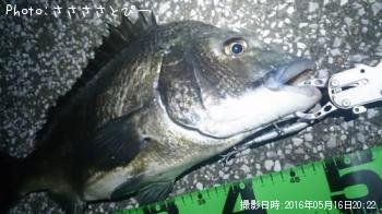 クロダイ