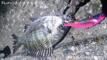 クロダイ