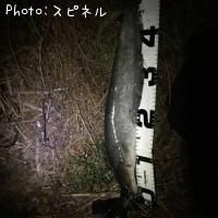 ʥޥ