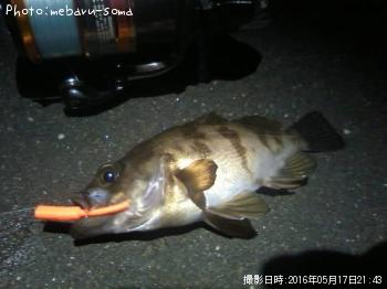 メバル