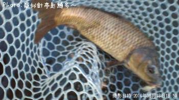 鯉