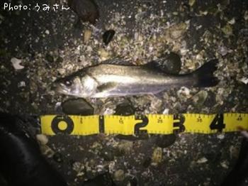 シーバス