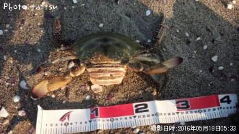 わたりがに