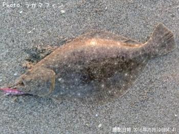ヒラメ