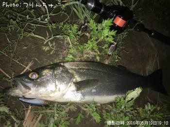 シーバス