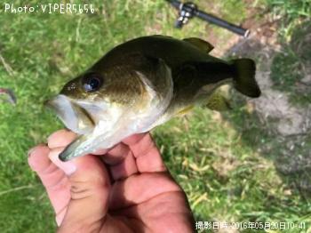 Ｂａｓｓ